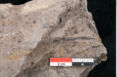 Foto (Detailansicht) von Quercus lonchitoides Ettingshausen (NHMW-GEO-2024-0188-10177)
